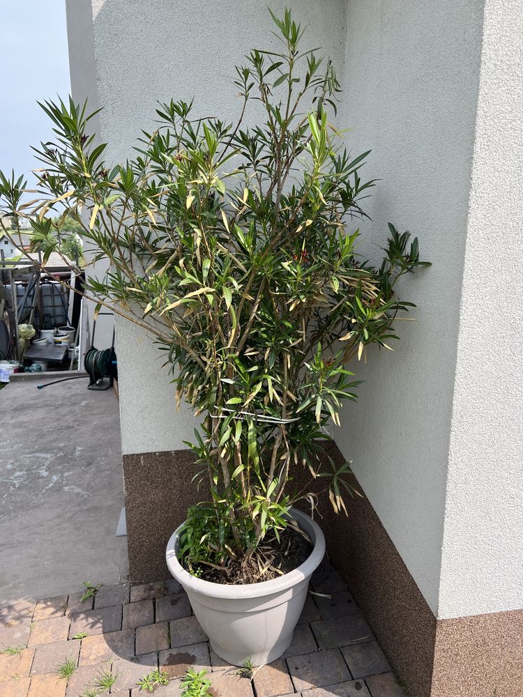 Sprzedam duzego oleandra, oleander