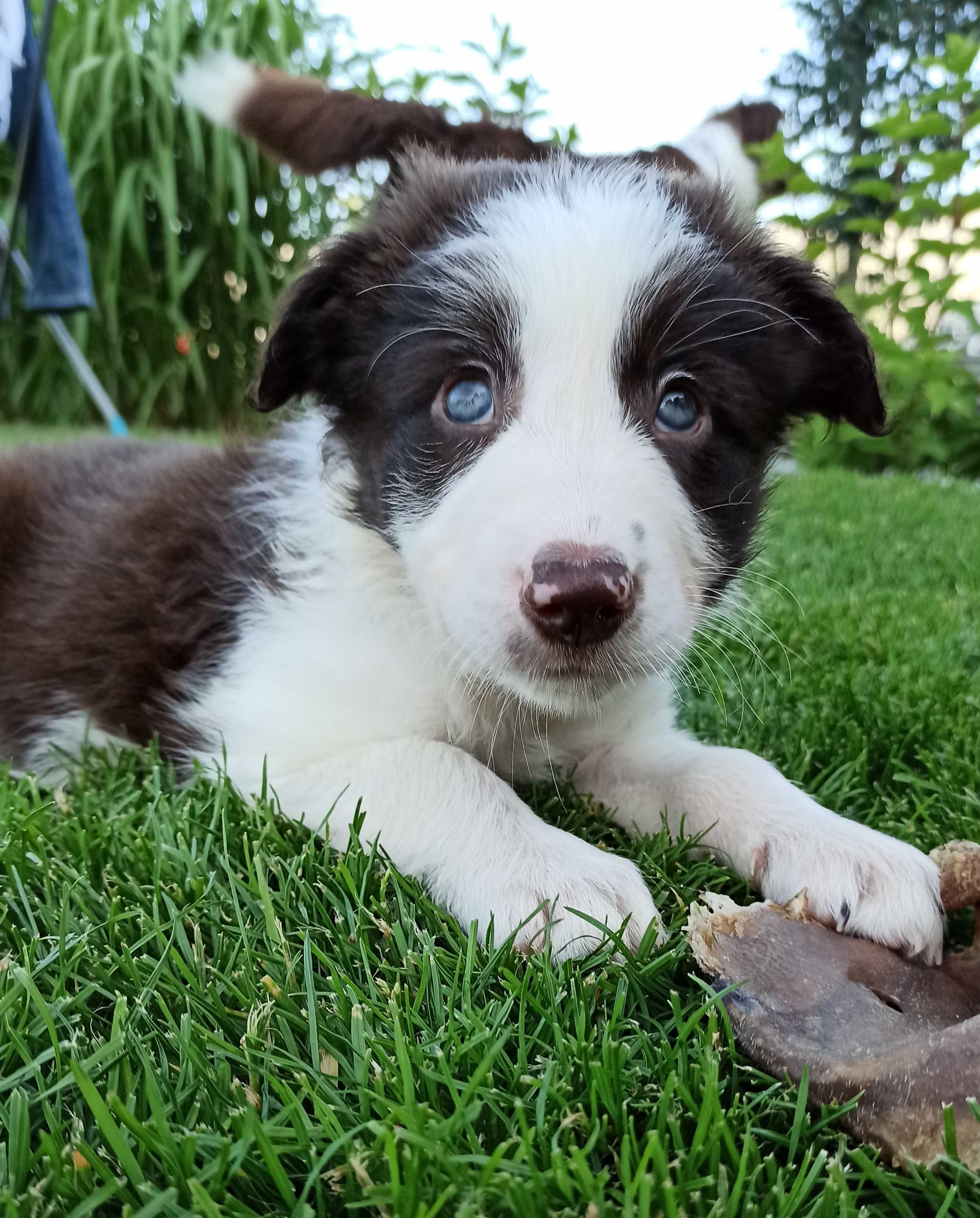 Border Collie, bialo-brązowy, rezerwacja