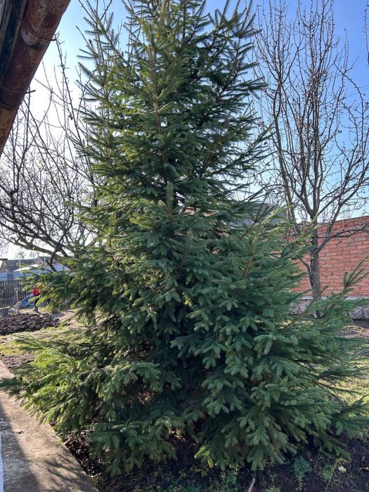 Жива ялинка - ціна догововірна!