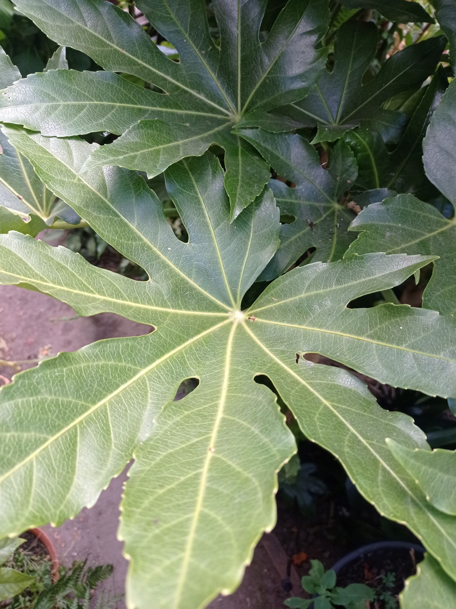 Planta de Fatsia japonica ou aralia japonesa