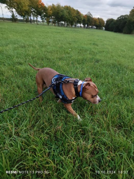 Śliczny Amstaff  ...