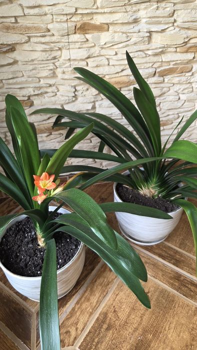 kliwia cynobrowa Clivia miniata