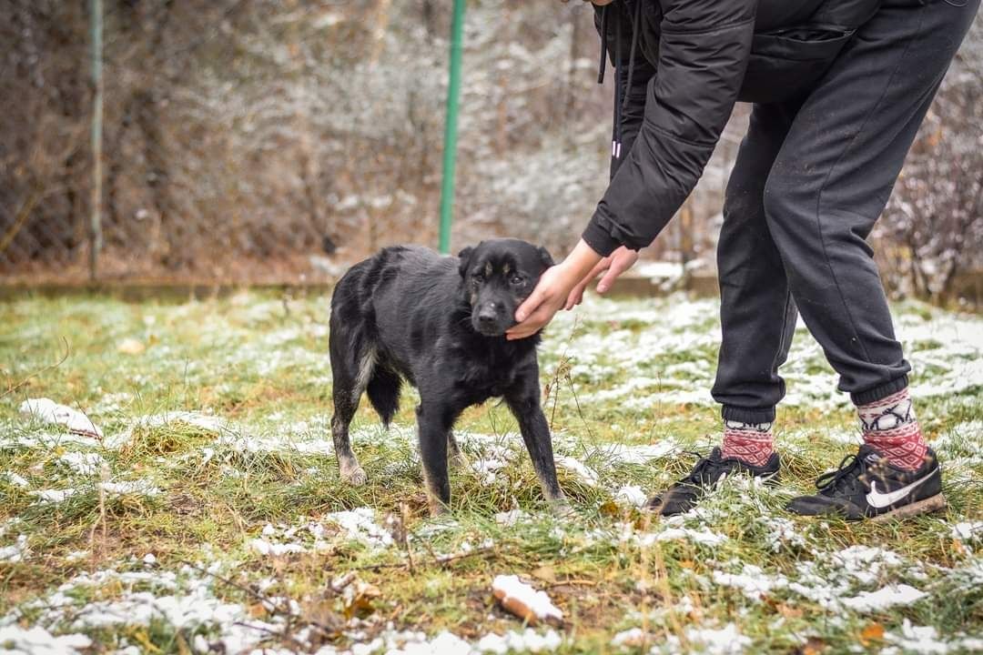 Czarnusek Gita szuka domku! Psiak pies do adopcji