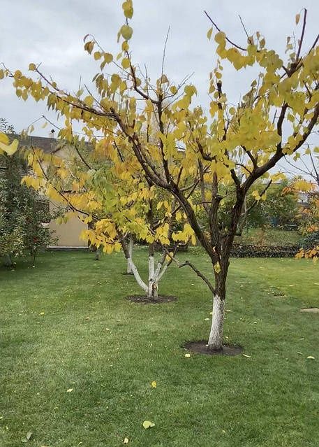 Садовник обрезка деревьев кустов,покос травы, обработка на сезон.