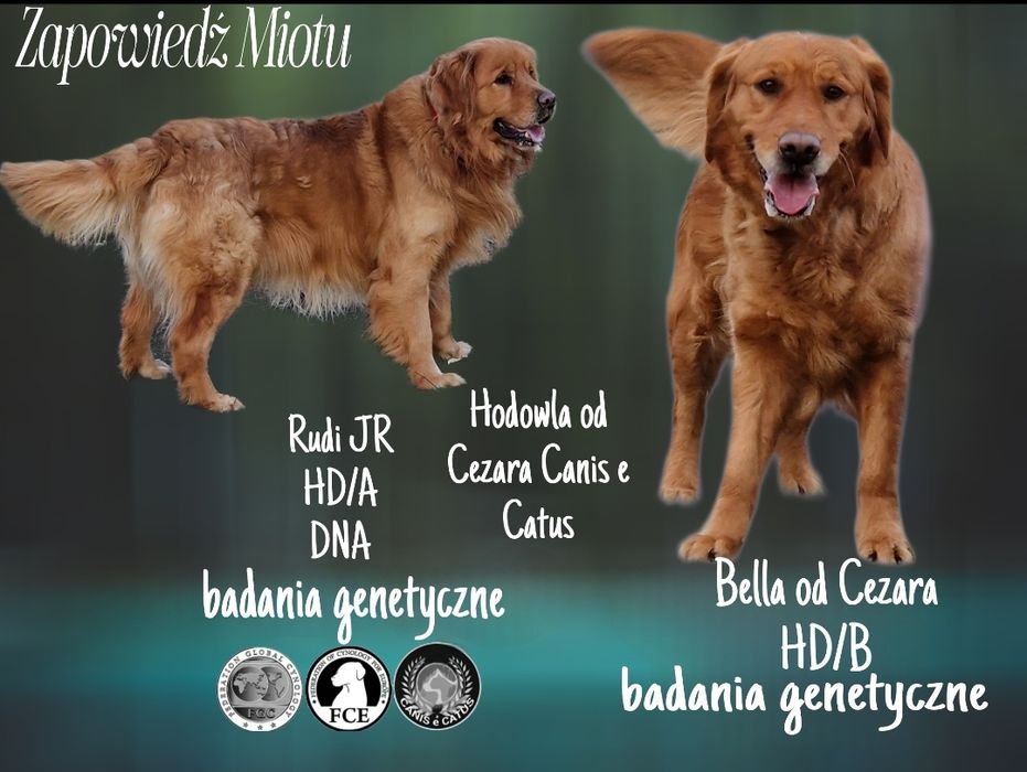 Zapowiedź Miotu listopad Ciemno Złote/ rude Golden Retriever