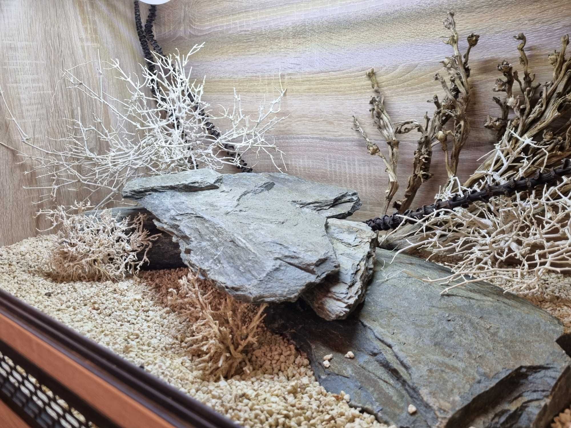Terrarium 80x50x50 dla jaszczurki żółwia gekona