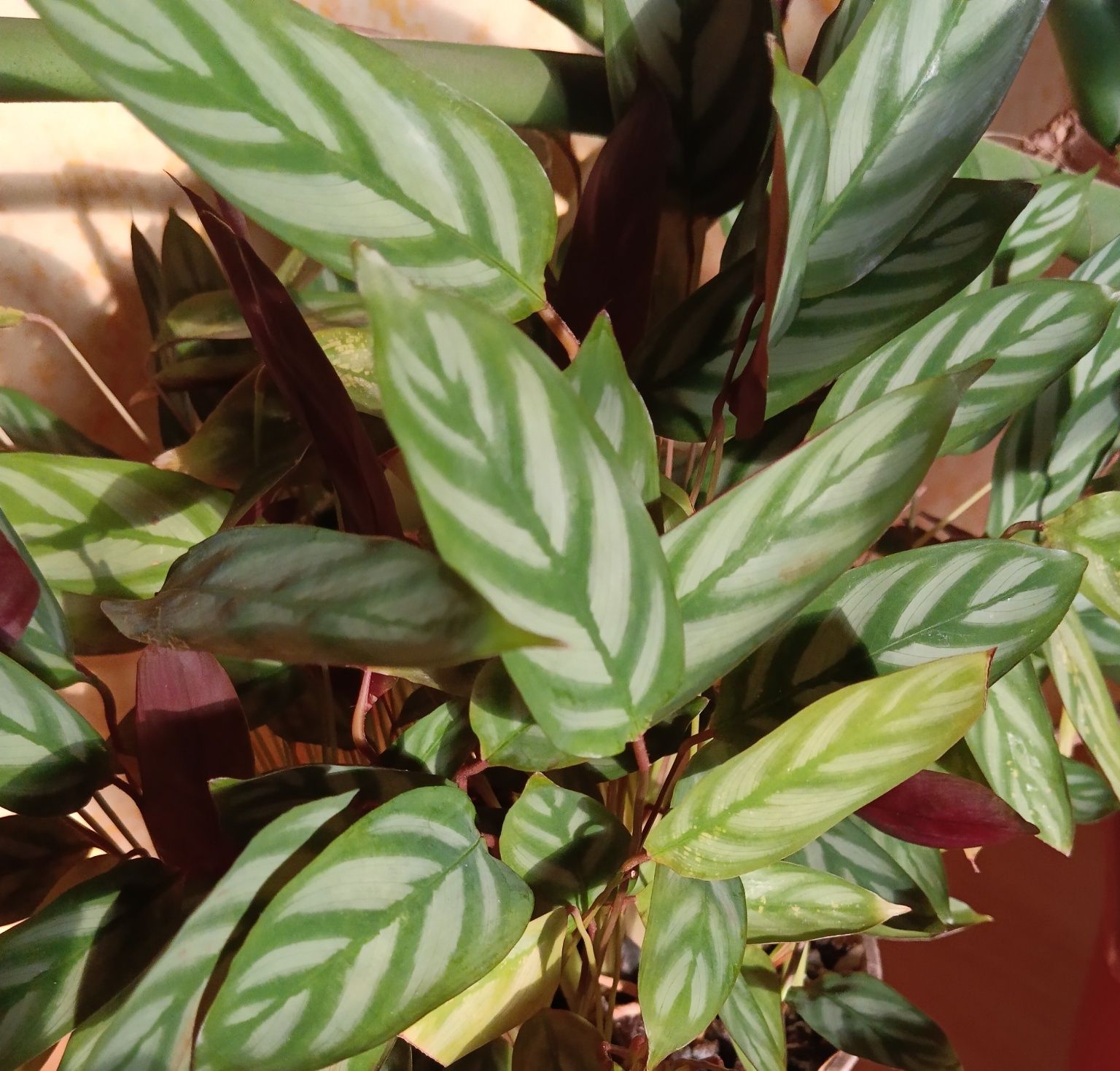 Калатея - кімнатна рослина із строкатим листям