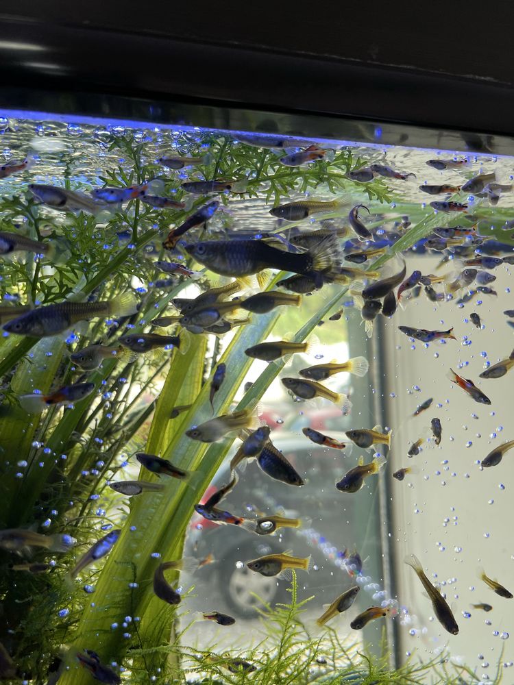 Guppys Sortidos para Venda
