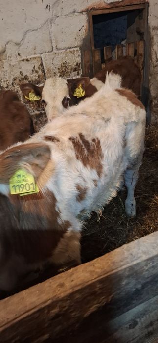 Byczek byk Sm simental ciele 138kg