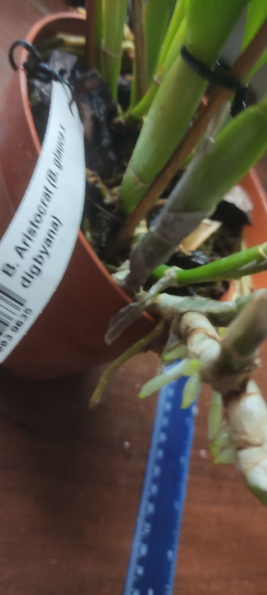 Орхідея Brassavola Aristocrat (Батьки Brassavola Glauca × Digbyana)