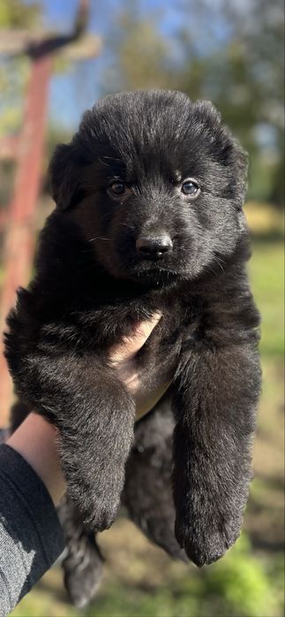 Owczarek Niemiecki Długowłosy