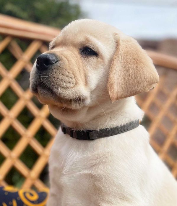 Видео) Топ щенки лабрадора ретривера, эксклюзивный помет в Украине.