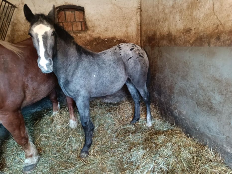 Źrebica tarant 9 miesięcy .