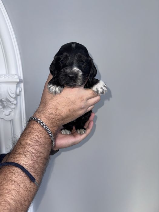 Цуценята англійського кокер спаніеля