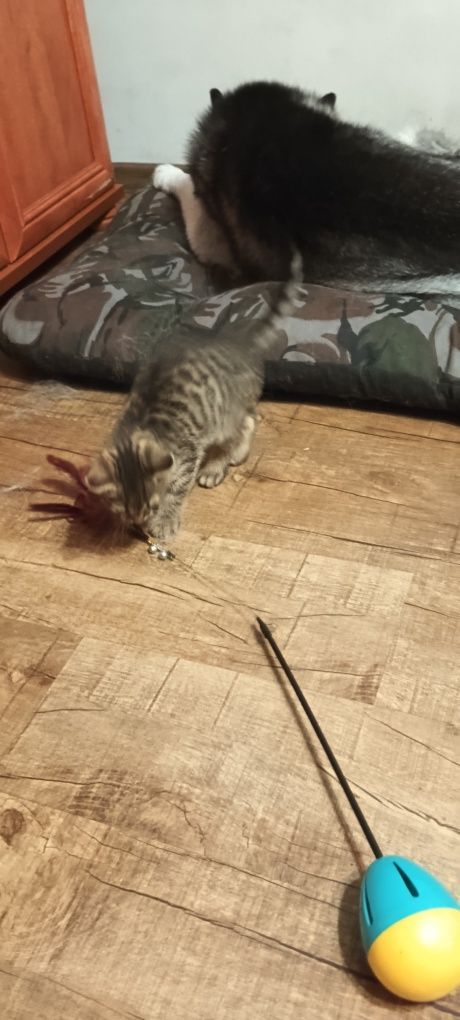 Zojek kocurek zaprzyjaźniony z psami.