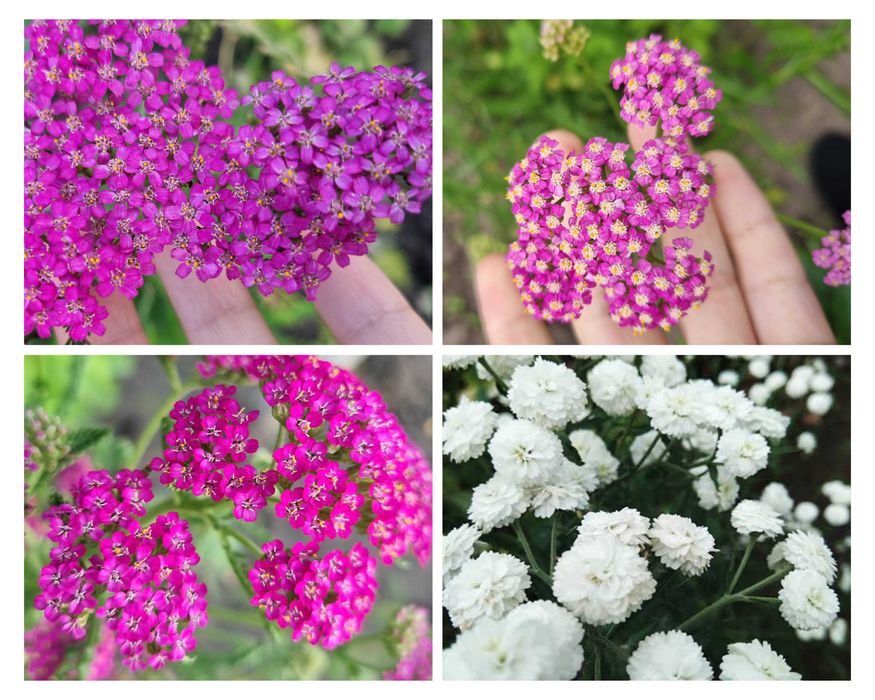 Деревій тысячелистник саженцы неприхотливых