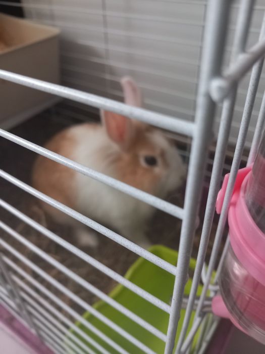 Vendo coelhinha ana com 3 para 4 meses com gaiola