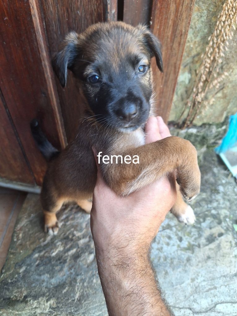Cachorrinhos porte médio