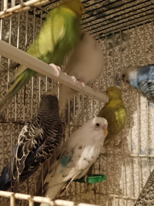 Piriquitos machos e fêmeas