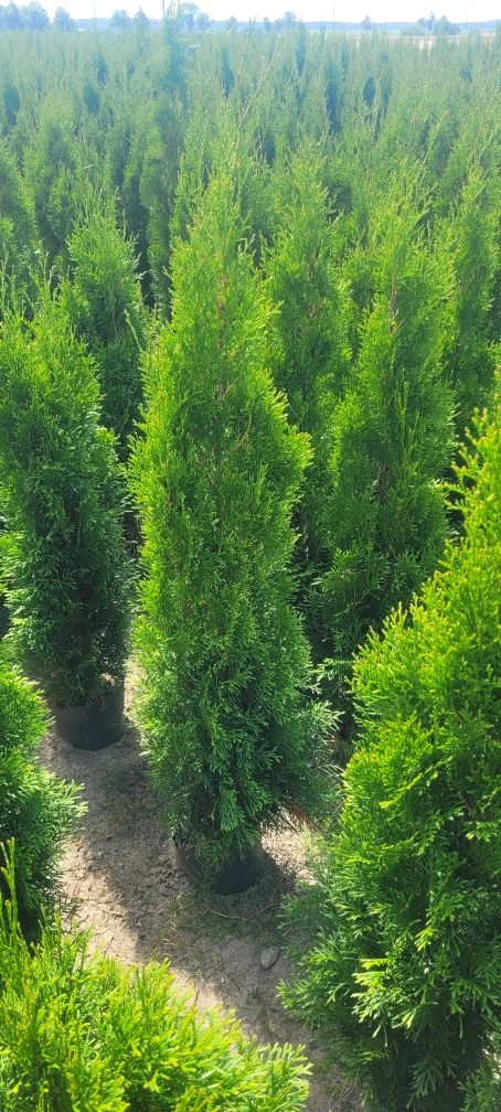 Tuja Smaragd 100 cm dostawa gratis 80 szmaragd brabant tarnów