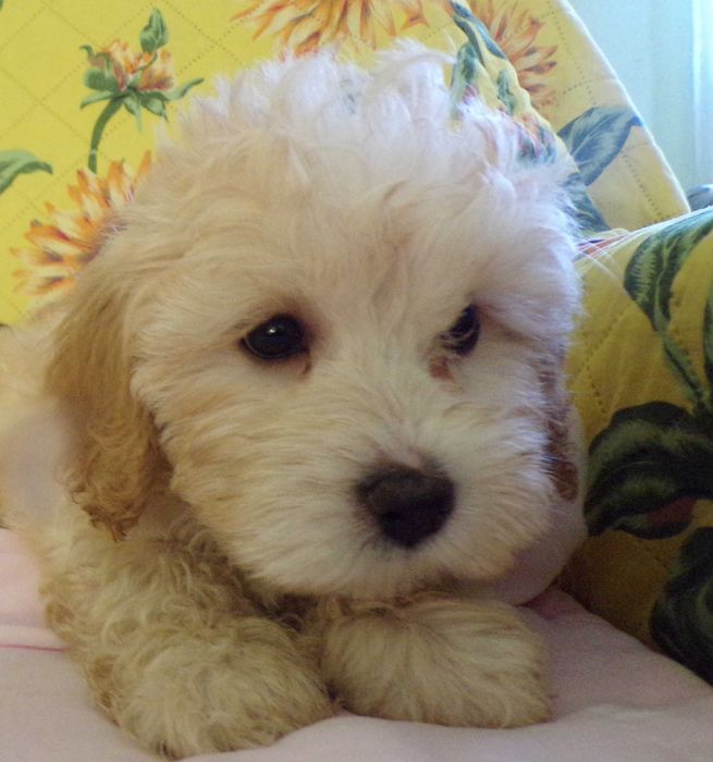 Cockapoo F1 b mini 15 miesięcy wyjątkowa kremowa sunia