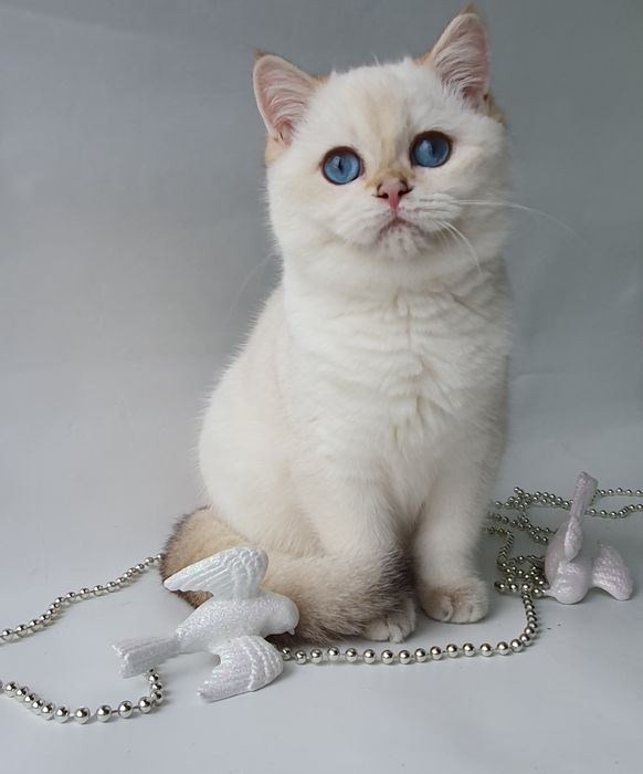 Котик непоседа, веселый, озорной, шустрый. Породистые котята, котенок