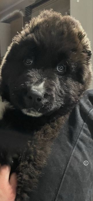 Owczarek środkowoazjatycki suka alabai cao