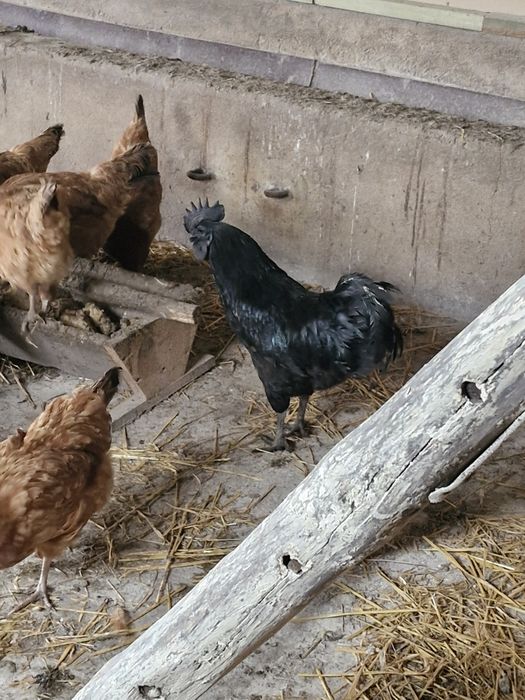Sprzedam rocznego koguta Ayam cenami