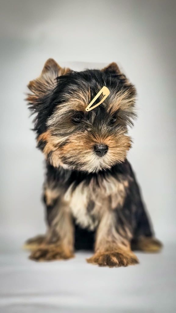 Yorkshire terrier suczka Odessa