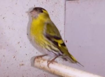 Vendo  casais de canários ou troco