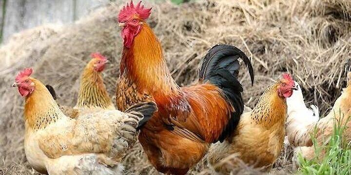 Інкубаційне яйце