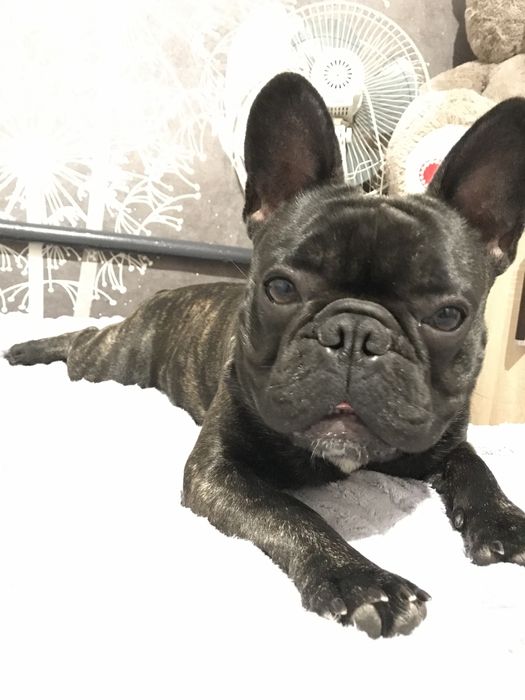 Француз на вязку