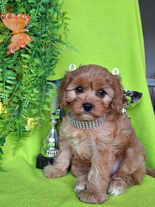 Cavapoo suczka z paszportem i certyfikatem