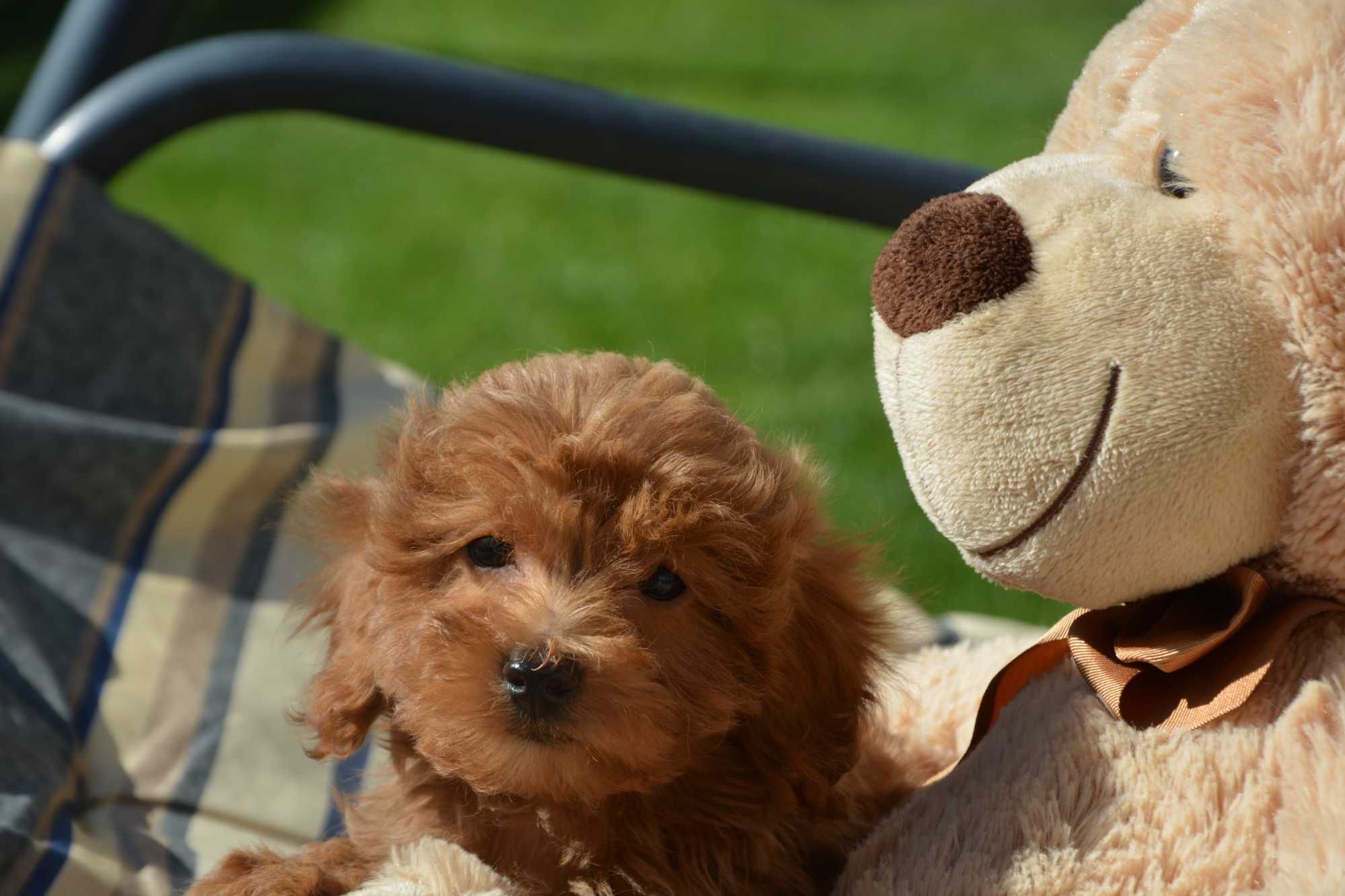 Piesek Maltipoo F1B Hodowla Centopia Warszawa