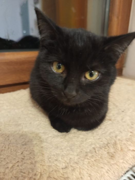 Mała czarna kotka szuka domu niewychodzącego