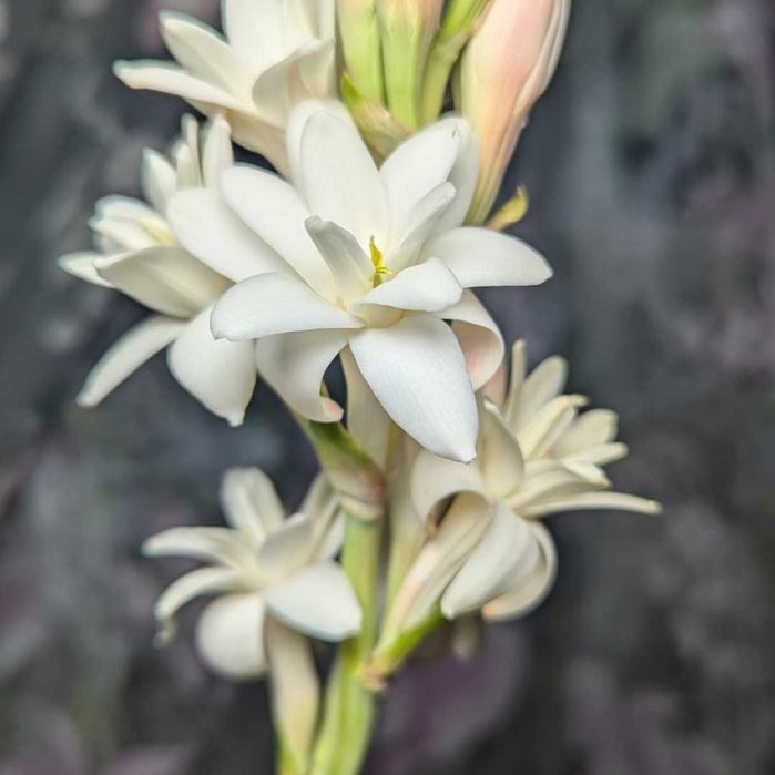 Тубероза (великі  і малі цибулини)