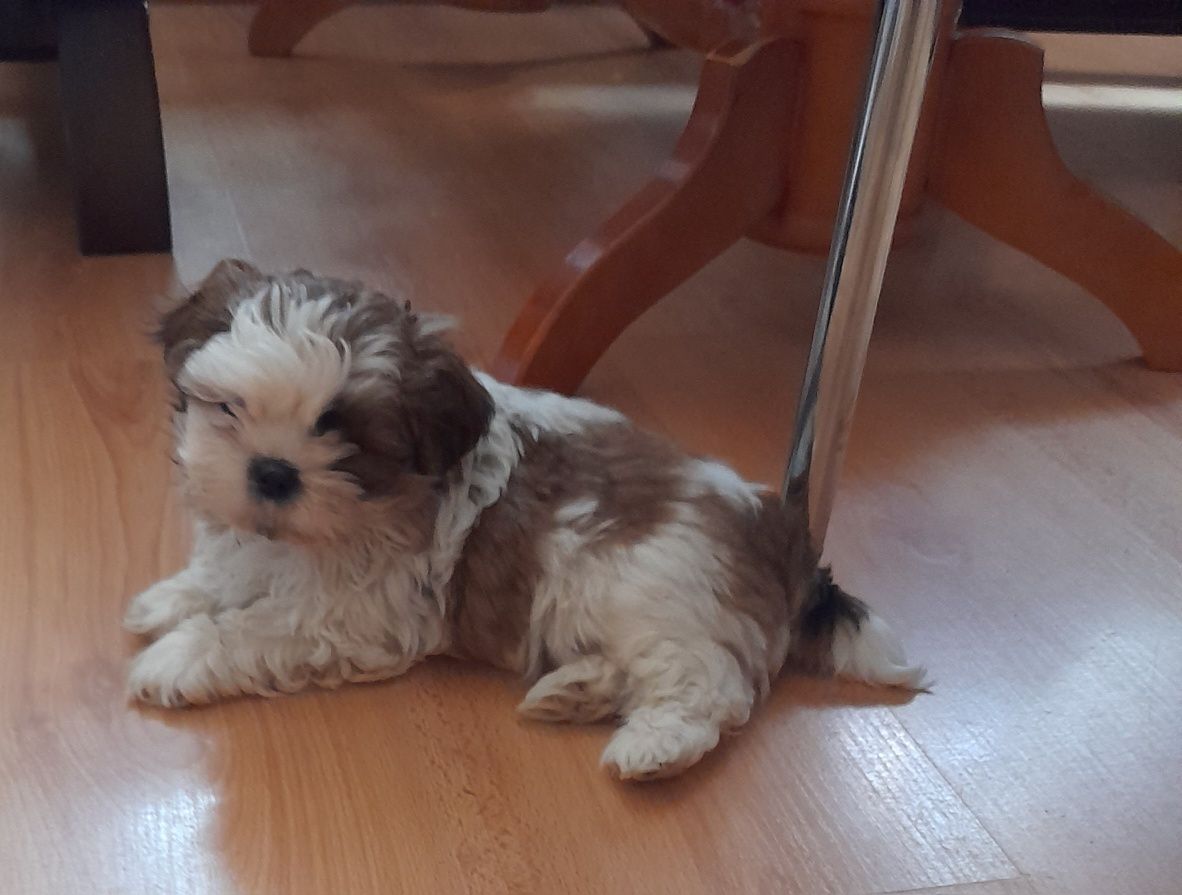 Szczeniak shih tzu