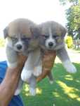 Akita Inu suczka