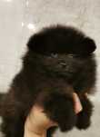 Pomeranian  Szpic miniaturowy Suczka xxs