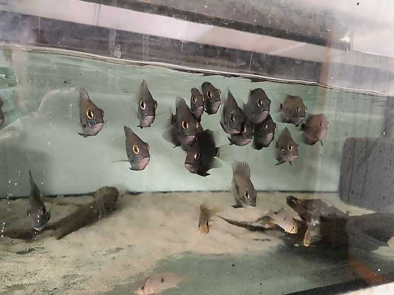 Uaru królewskie (Uaru amphiacanthoides)