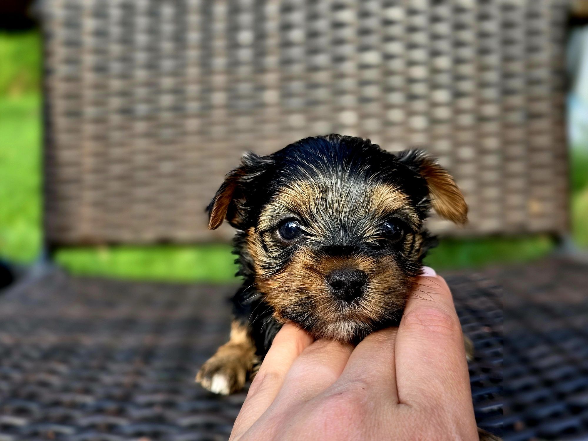 Yorkshire Terrier szczeniak piesek wyprawka, metryka nie są mini