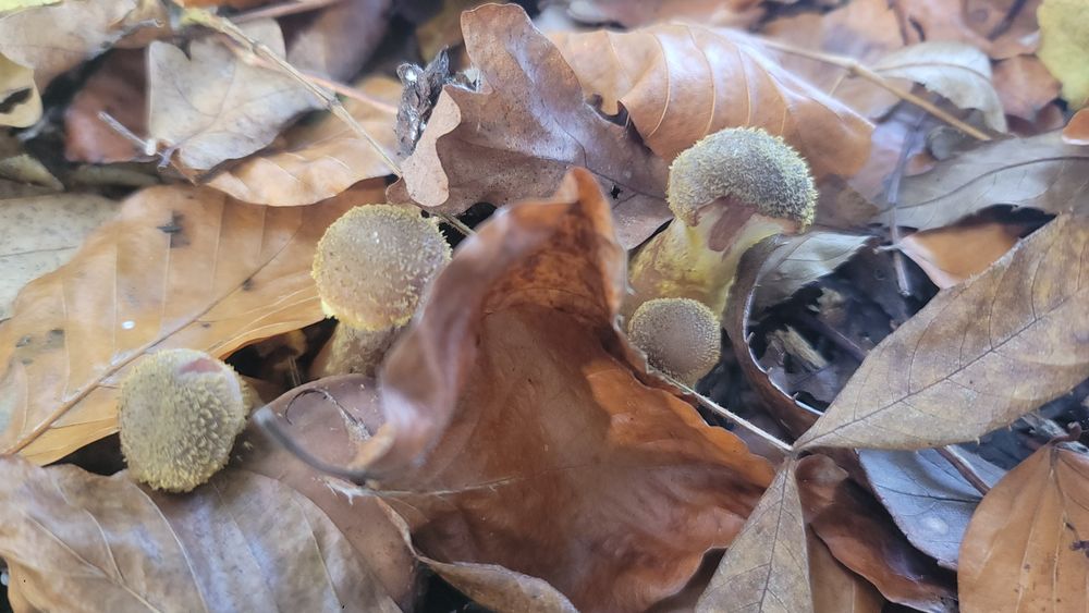 OPIEŃKI Świeże grzyby