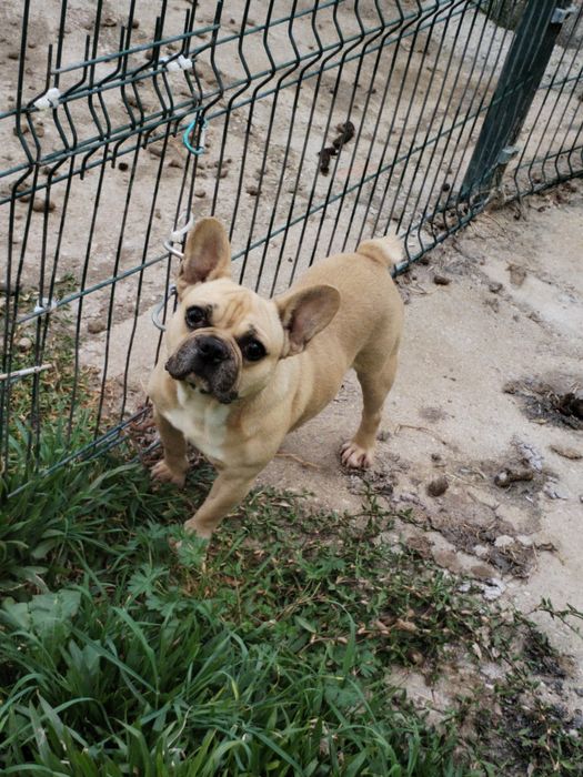 Lindo macho buldogue francês