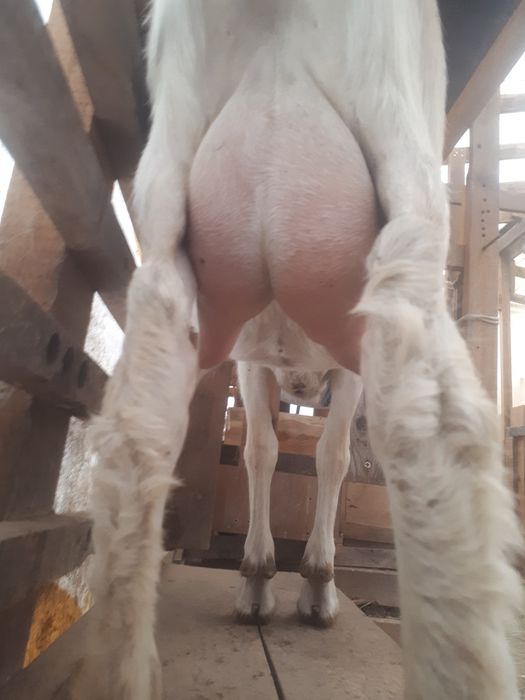 Продам зааненских коз.