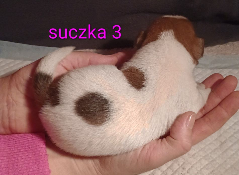 Suczka Jack Russell Terrier miot G