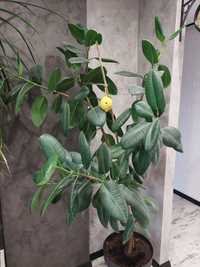 Фікус Робуста, фікус каучуконосний, велика рослина 2м, фикус в офіс