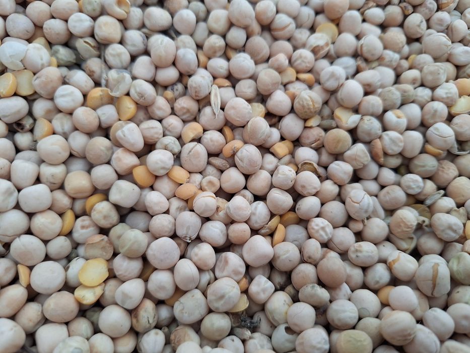 Groch dla gołębi,kur,na poplon