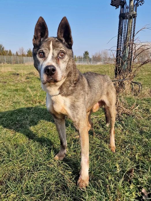 Zaniedbany pies Dżok do adopcji!