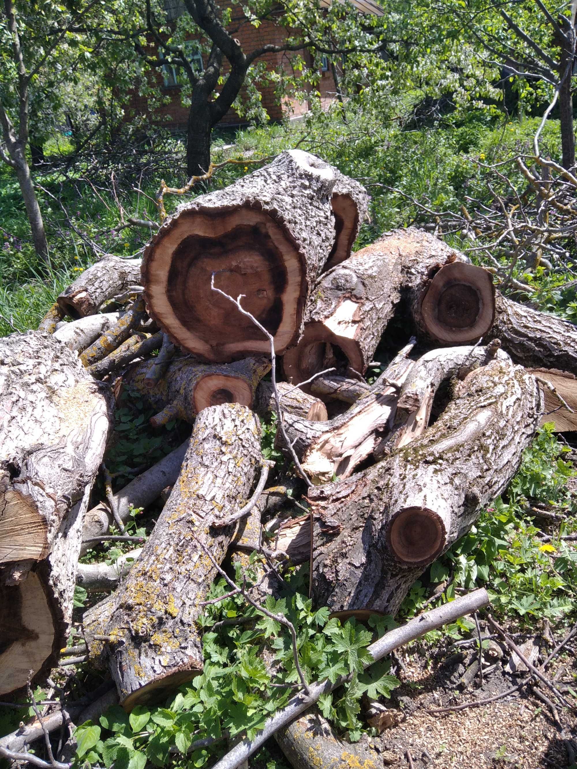 Продам дрова горіхові метрові.