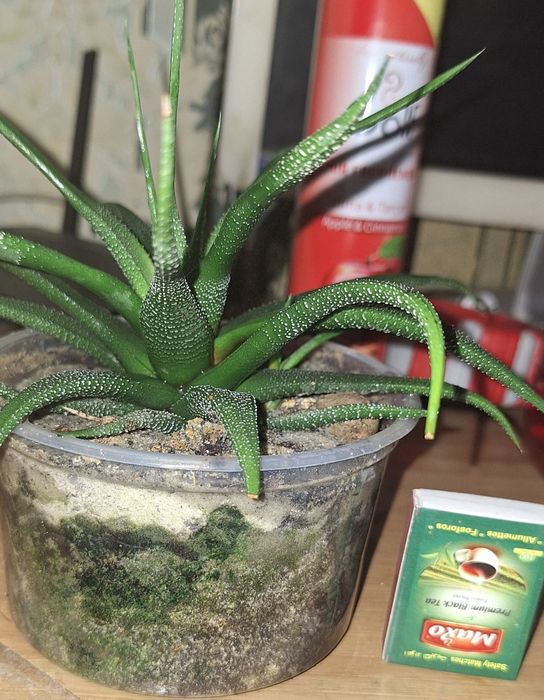 комнатные цветы/квіти/рослини